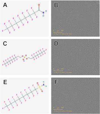 A High-Throughput Toxicity Screen of 42 Per- and Polyfluoroalkyl Substances (PFAS) and Functional Assessment of Migration and Gene Expression in Human Placental Trophoblast Cells